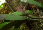 <i>Pleurobotryum crepinianum</i> (Cogn.) Hoehne  [Orchidaceae]