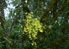 <i>Gomesa bifolia</i> (Sims) M.W. Chase & N.H. Williams [Orchidaceae]