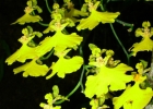 <i>Gomesa bifolia</i> (Sims) M.W. Chase & N.H. Williams [Orchidaceae]