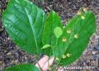 <i>Aparisthmium cordatum</i> (A.Juss.) Baill [Euphorbiaceae]