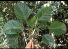 <i>Aparisthmium cordatum</i> (A.Juss.) Baill [Euphorbiaceae]