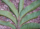 <i>Tapirira guianensis</i> Aubl. [Anacardiaceae]