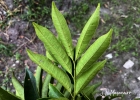 <i>Tapirira guianensis</i> Aubl. [Anacardiaceae]