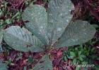 <i>Pseudobombax grandiflorum</i> (Cav.) A. Robyns [Malvaceae]