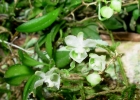 <i>Zygostates dasyrhiza</i> Schltr. [Orchidaceae]