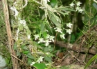 <i>Zygostates dasyrhiza</i> Schltr. [Orchidaceae]