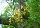 <i>Grandiphyllum pulvinatum</i> (Lindl.) Docha Neto [Orchidaceae]