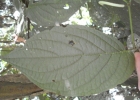 <i>Piper dilatatum</i> Rich. [Piperaceae]