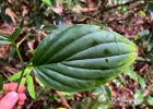 <i>Piper fluminense</i> C. DC. [Piperaceae]