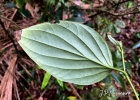<i>Piper fluminense</i> C. DC. [Piperaceae]