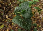<i>Piper solmsianum</i> C. DC. [Piperaceae]