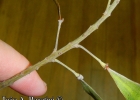 <i>Peltophorum dubium</i> (Spreng.) Taub. [Fabaceae]