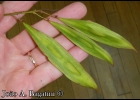 <i>Peltophorum dubium</i> (Spreng.) Taub. [Fabaceae]