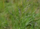 <i>Eragrostis plana</i> Nees [Poaceae]