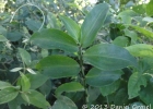 <i>Dichorisandra hexandra</i> (Aubl.) Standl. [Commelinaceae]