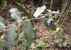 <i>Dichorisandra hexandra</i> (Aubl.) Standl. [Commelinaceae]