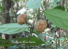 <i>Mollinedia schottiana</i> (Spreng.) Perkins [Monimiaceae]