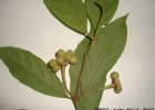 <i>Mollinedia schottiana</i> (Spreng.) Perkins [Monimiaceae]