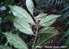 <i>Mollinedia schottiana</i> (Spreng.) Perkins [Monimiaceae]