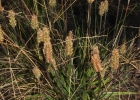 <i>Plantago brasiliensis</i> Sims [Plantaginaceae]