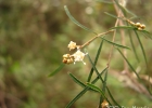 <i>Croton pygmaeus</i> L.R.Lima [Euphorbiaceae]