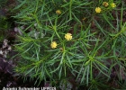 <i>Baccharis hyemalis</i> Deble [Asteraceae]