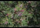 <i>Mimosa amphigena</i> Burkart [Fabaceae]