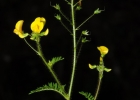 <i>Adesmia riograndensis</i> Miotto [Fabaceae]