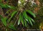 <i>Gomesa paranaensis</i> (Kraenzl.) M.W.Chase & N.H.Williams [Orchidaceae]