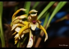 <i>Brasiliorchis picta</i> (Hook.) R.B.Singer et al. [Orchidaceae]