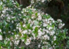 <i>Myrcia oligantha</i> O.Berg [Myrtaceae]