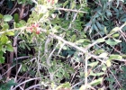 <i>Schinus engleri</i> F.A. Barkley [Anacardiaceae]