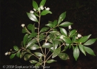 <i>Myrcia oligantha</i> O.Berg [Myrtaceae]