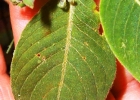 <i>Coccocypselum lanceolatum</i> (Ruiz & Pav.) Pers. [Rubiaceae]
