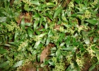 <i>Ocellochloa stolonifera</i> (Poir.) Zuloaga & Morrone [Poaceae]