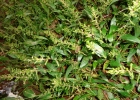 <i>Ocellochloa stolonifera</i> (Poir.) Zuloaga & Morrone [Poaceae]