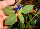 <i>Coccocypselum lanceolatum</i> (Ruiz & Pav.) Pers. [Rubiaceae]