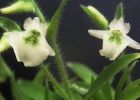 <i>Lankesterella ceracifolia</i> Ames [Orchidaceae]