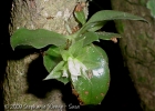 <i>Eurystyles cotyledon</i> Wawra [Orchidaceae]