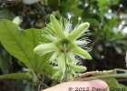 <i>Passiflora urnifolia</i> Rusby [Passifloraceae]