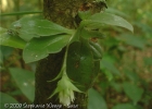 <i>Eurystyles cotyledon</i> Wawra [Orchidaceae]