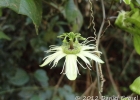 <i>Passiflora urnifolia</i> Rusby [Passifloraceae]