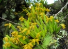 <i>Acianthera sonderana</i> (Rchb. f.) Pridgeon & M.W. Chase [Orchidaceae]