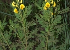 <i>Adesmia psoraleoides</i> Vogel [Fabaceae]
