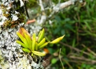 <i>Acianthera sonderana</i> (Rchb. f.) Pridgeon & M.W. Chase [Orchidaceae]