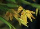 <i>Acianthera sonderana</i> (Rchb. f.) Pridgeon & M.W. Chase [Orchidaceae]