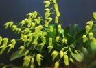 <i>Specklinia grobyi</i> (Bateman ex Lindl.) Pridgeon & M.W. Chase [Orchidaceae]