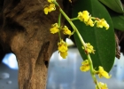 <i>Trichocentrum pumilum</i> (Lindl.) M.W. Chase & N.H. Williams [Orchidaceae]