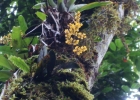 <i>Trichocentrum pumilum</i> (Lindl.) M.W. Chase & N.H. Williams [Orchidaceae]