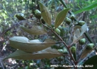 <i>Ocotea nectandrifolia</i> Mez [Lauraceae]